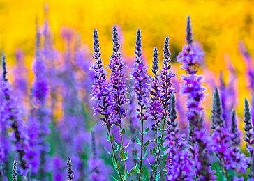 《雾锁王国》全球销量突破百万，开发商感谢玩家